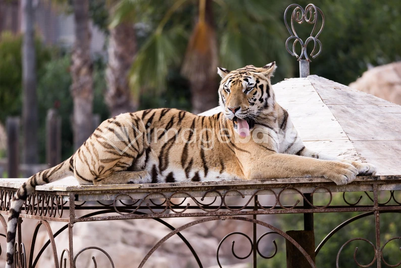 Majestic Tiger Resting