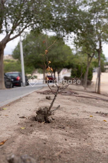 Urban Tree Planting