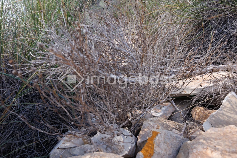 Sparse Vegetation and Rocks