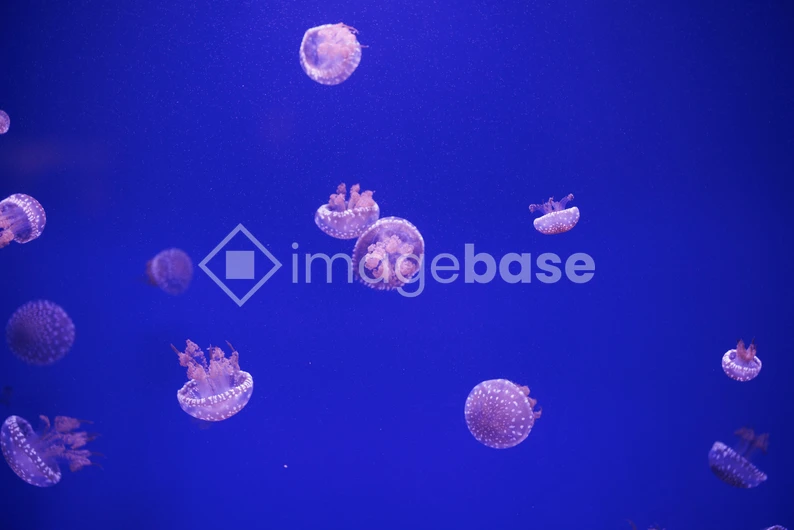 Jellyfish in Tranquil Waters