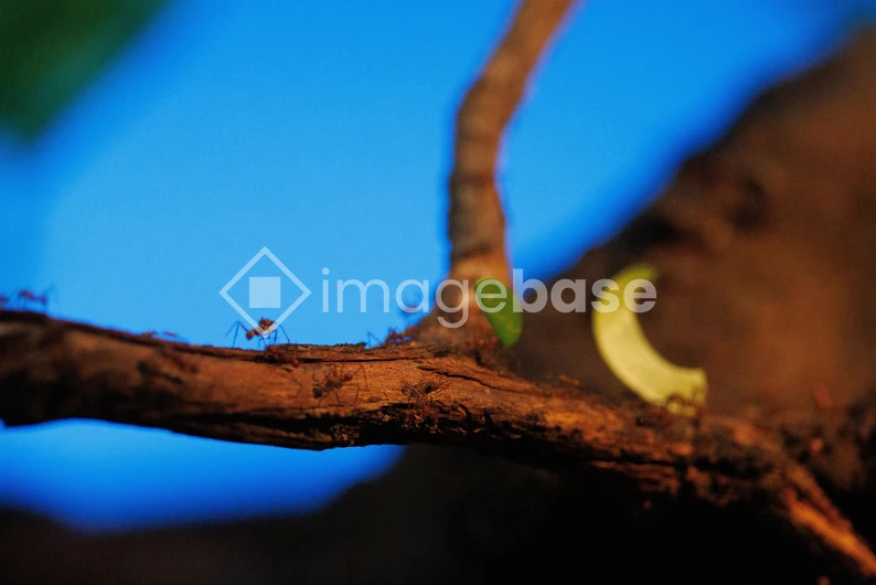 Ants on a Branch