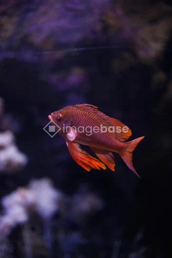 Vibrant Fish in Aquatic Habitat