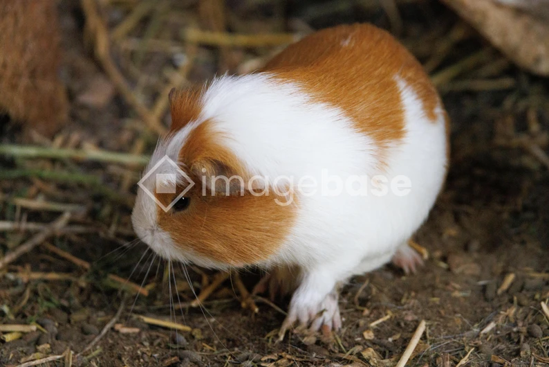 Guinea Pig in Natural Habitat