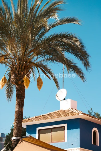 Tropical House with Palm Tree