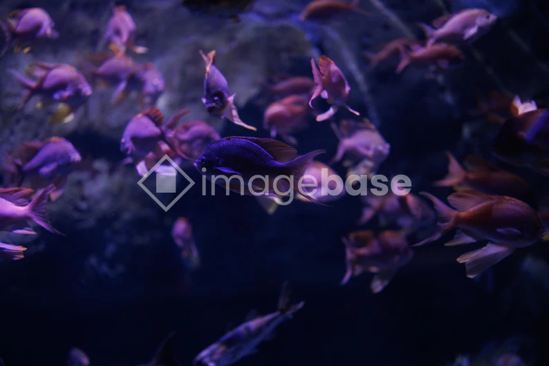 Aquarium Fish in Motion