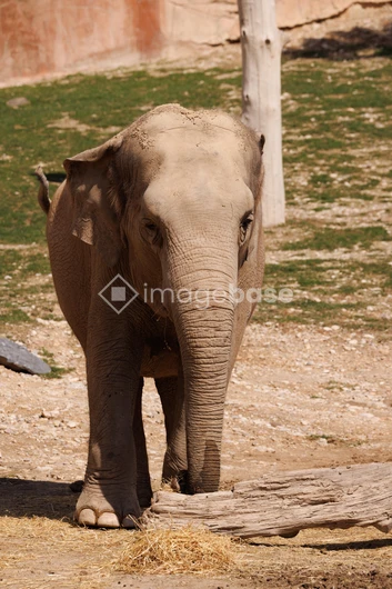 Elephant in Natural Habitat