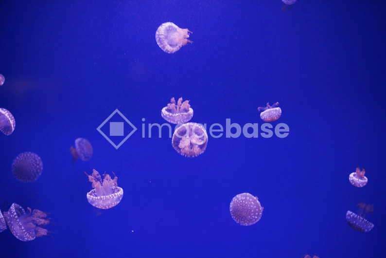 Jellyfish in Blue Waters