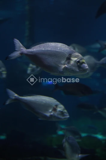 Underwater Fish School