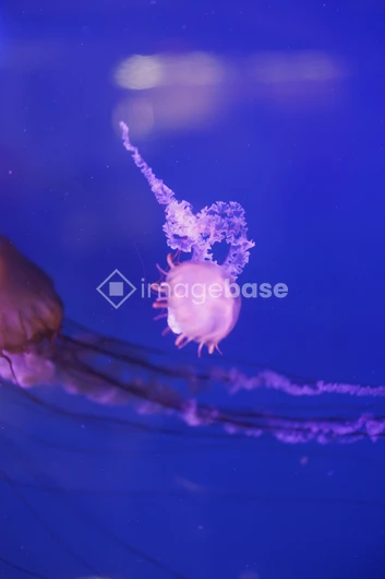 Graceful Jellyfish