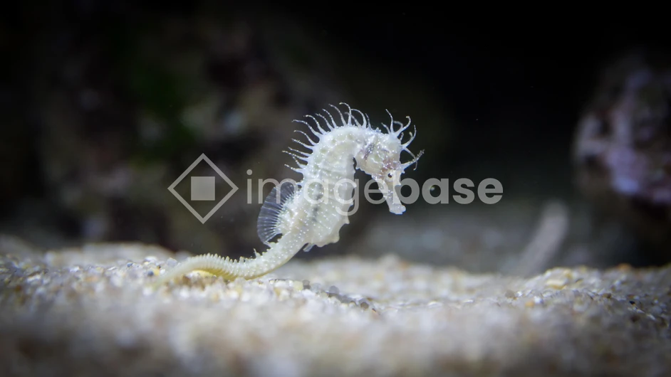 Delicate Seahorse in its Habitat