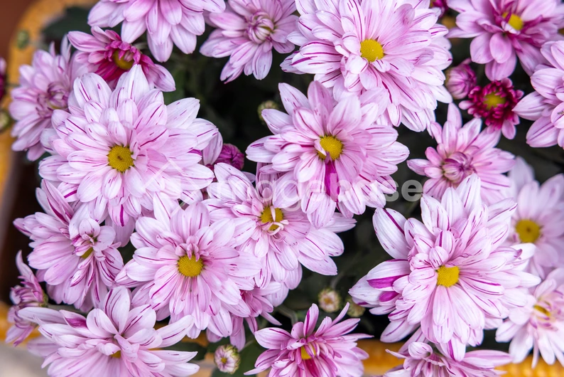 Pink Chrysanthemums