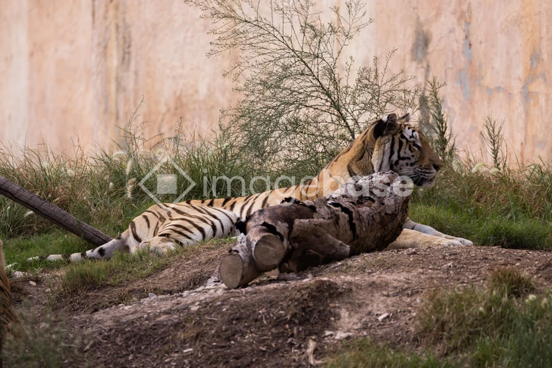 Resting Tiger in Natural Habitat