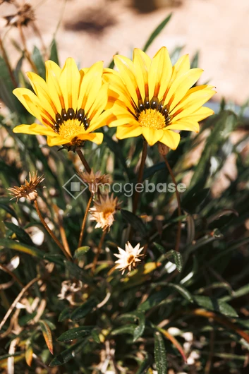 Bright Yellow Flowers in Bloom
