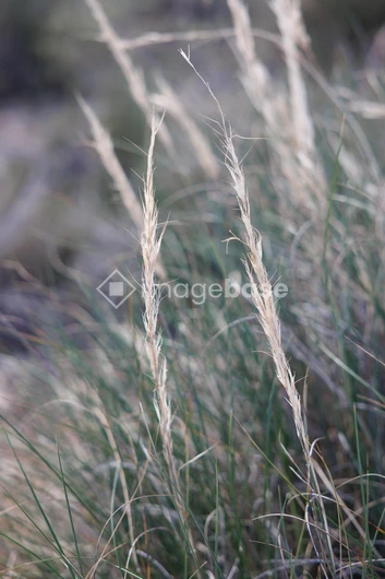 Wild Grass in Nature