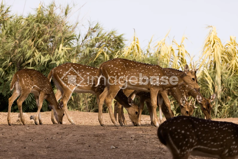 Grazing Deer in Natural Habitat