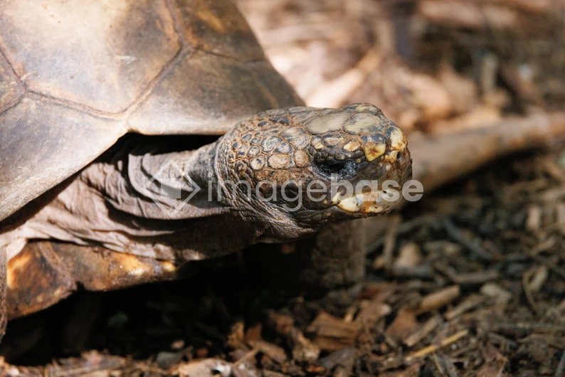 Close-Up of a Tortoise