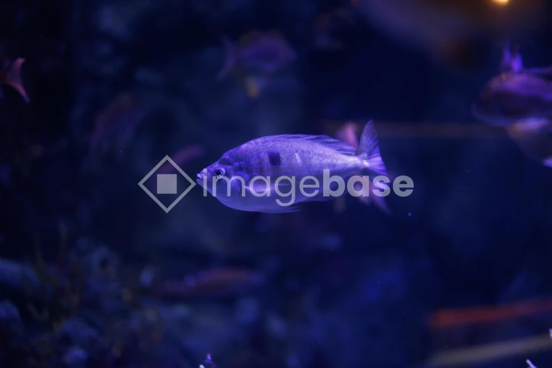 Underwater Serenity