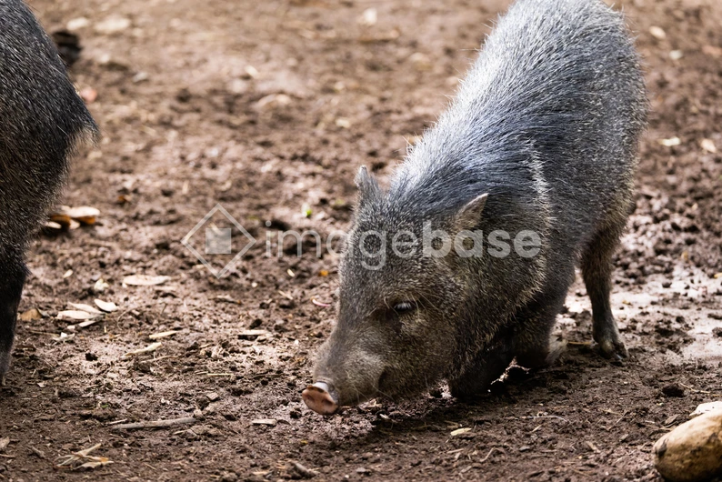 Peccary in Natural Habitat