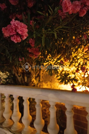 Illuminated Evening Blooms
