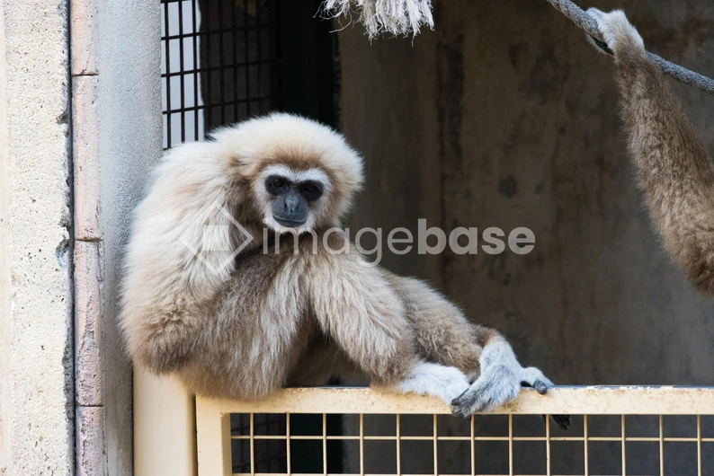 Gibbon Relaxing on a Fence