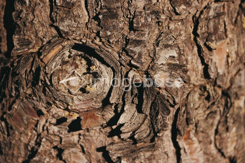 Intricate Bark Texture