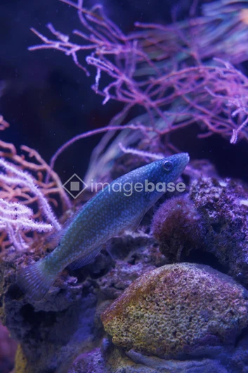 Underwater Scene with Fish
