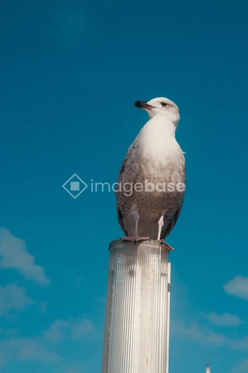 Seagull on a Pole
