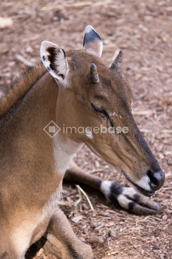 Resting Antelope