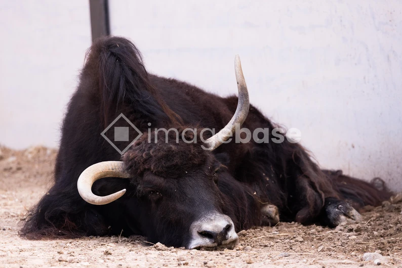 Resting Yak