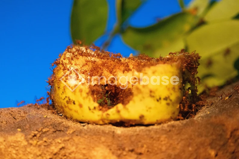 Ants Feeding on Fruit