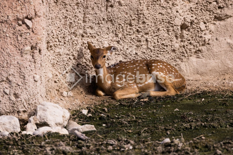 Resting Deer Against a Textured Wall