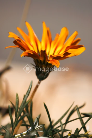Vibrant Orange Flower