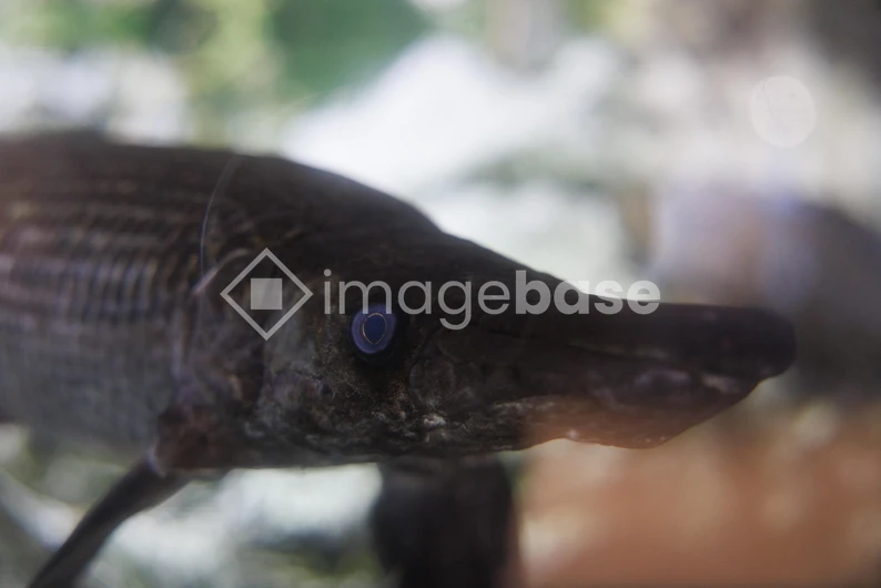 Close-up of a Fish