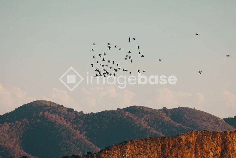 Flock of Birds Over Mountains