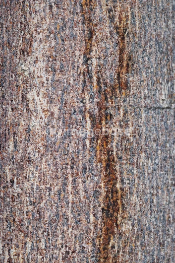 Textured Tree Bark