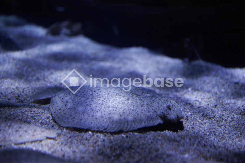 Underwater Flatfish