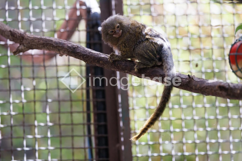 Tiny Monkey on a Branch