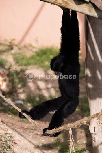 Hanging Gibbon