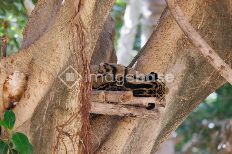 Leopard Resting on Tree