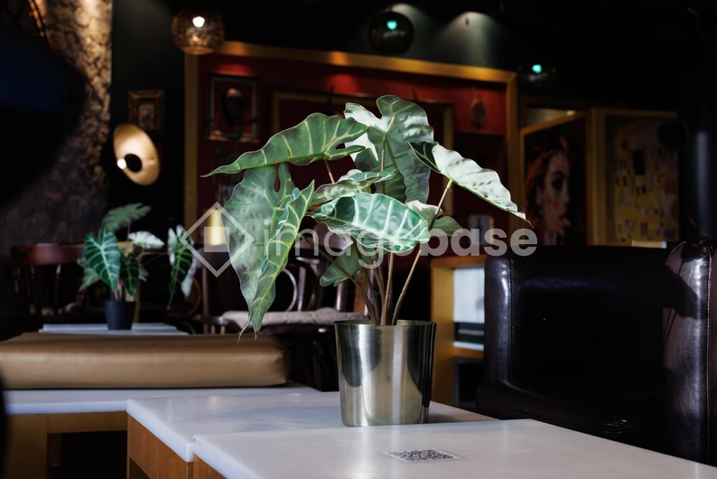 Cozy Cafe Interior