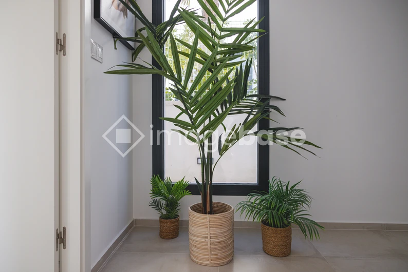 Indoor Plant Arrangement