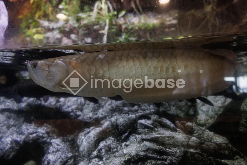 Aquarium Fish in Water