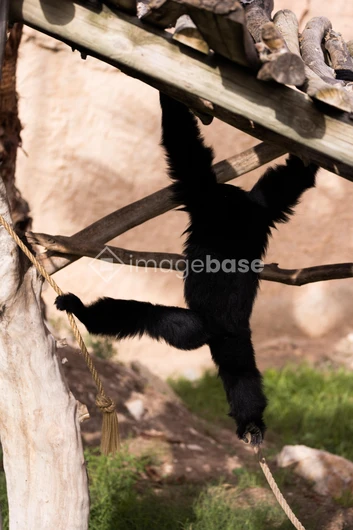 Monkey Swinging on Rope