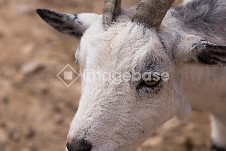 Close-up of a Goat