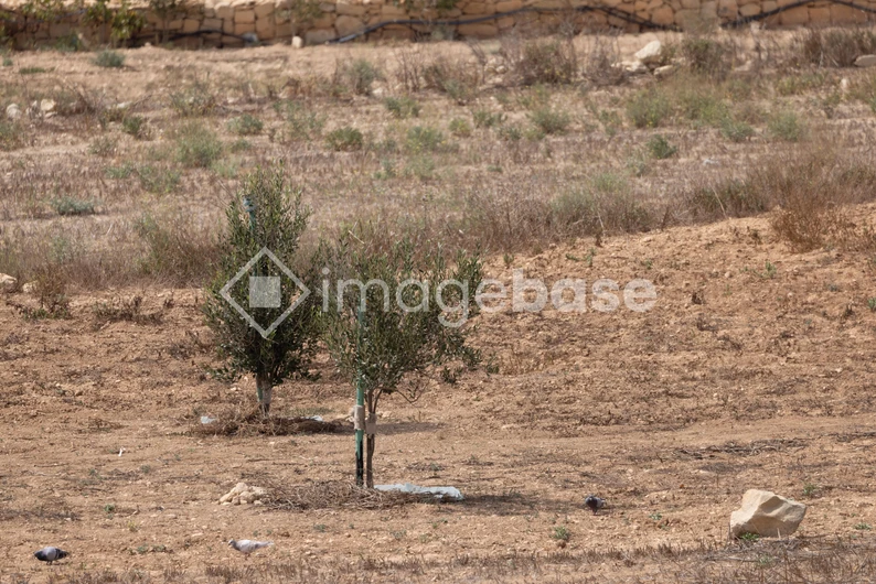 Desolate Landscape with Young Trees