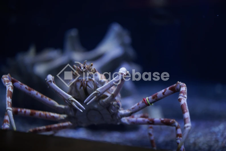 Underwater Crab Scene