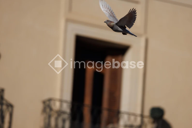 Flying Bird in Urban Setting