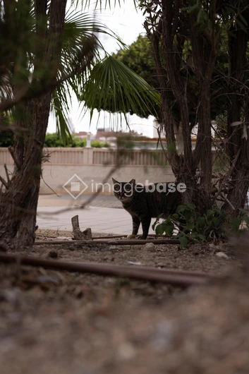 Cat in Urban Greenery
