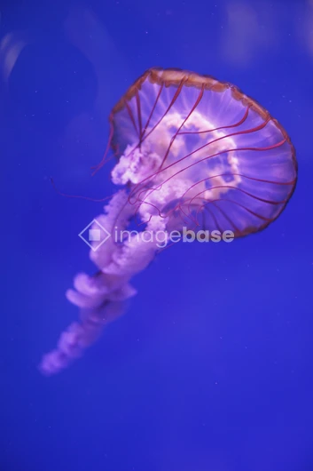 Graceful Jellyfish
