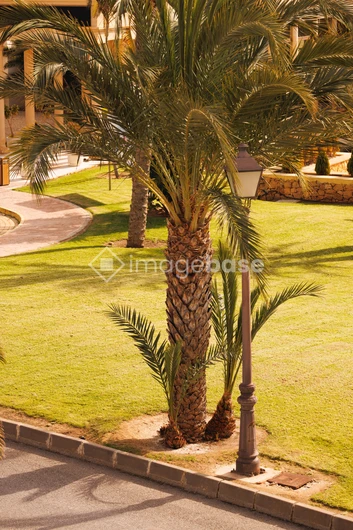 Palm and Street Lamp in Sunny Park